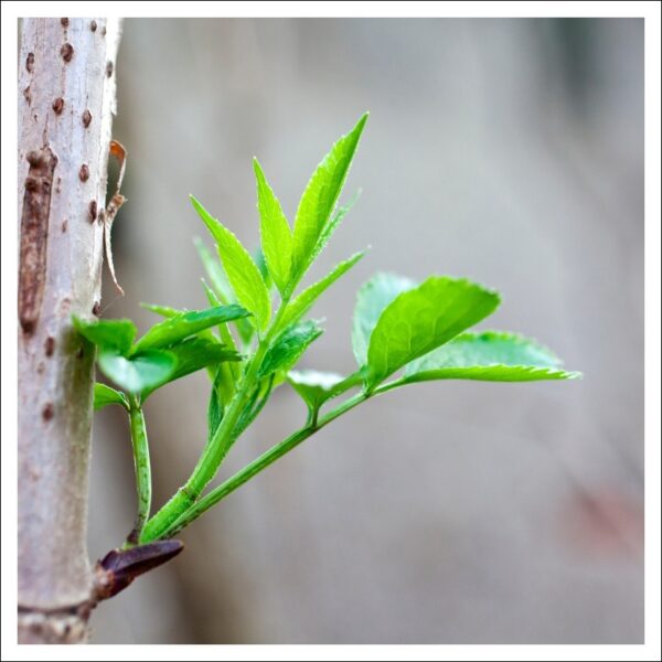 エルダーの新芽