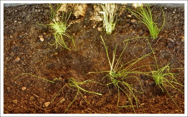 チャイブ植え付け