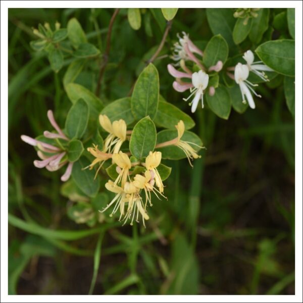 スイカズラの花
