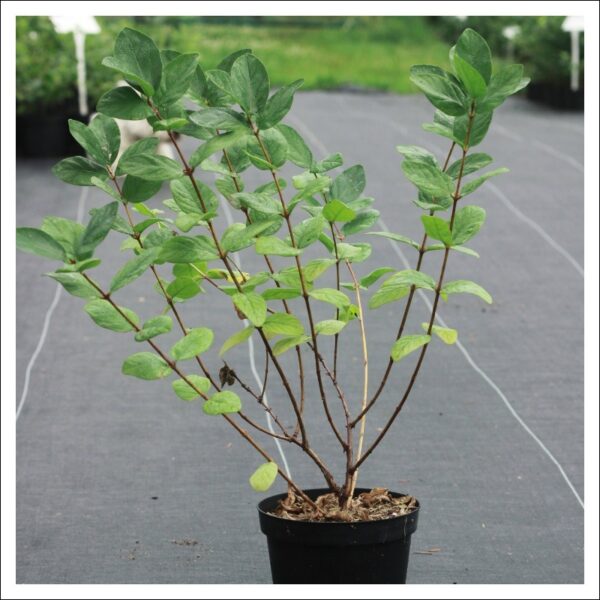 スイカズラの苗