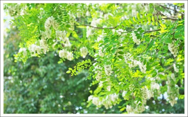 ニセアカシアの花