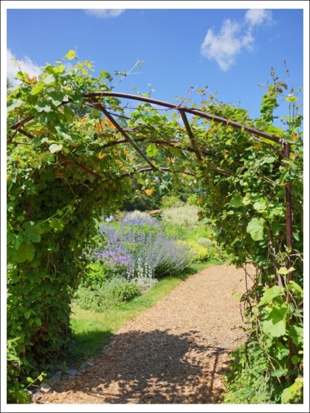 スイカズラのアーチ