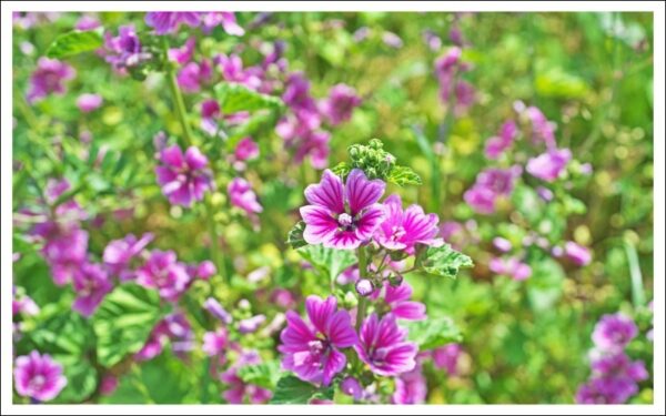 ウスベニアオイ