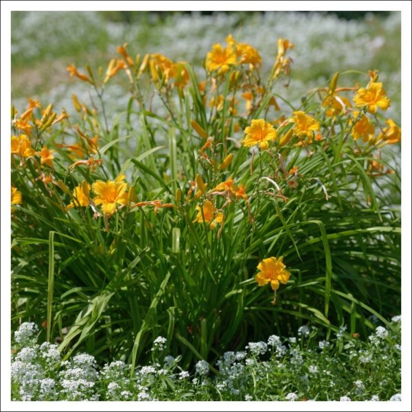 デイリリーとアリッサム