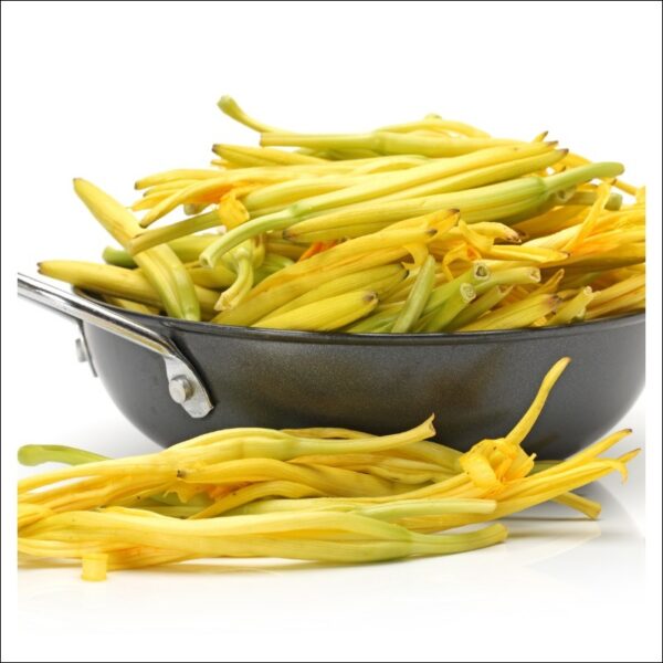 デイリリーの蕾