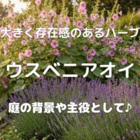 大きく存在感のあるハーブ ウスベニアオイ 庭の背景や主役として♪