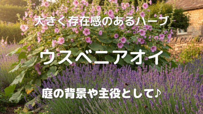 大きく存在感のあるハーブ ウスベニアオイ 庭の背景や主役として♪