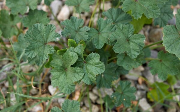 ウスベニアオイの葉