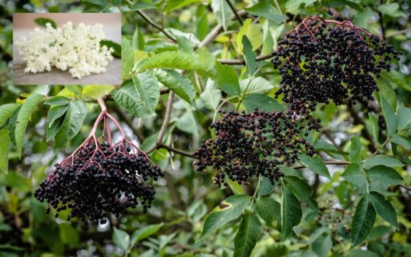 エルダーベリーとフラワー