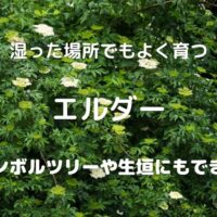 湿った場所でもよく育つ エルダー シンボルツリーや生垣にもできる