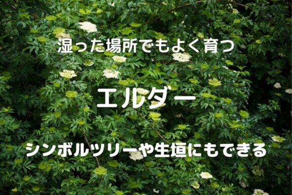 湿った場所でもよく育つ エルダー シンボルツリーや生垣にもできる