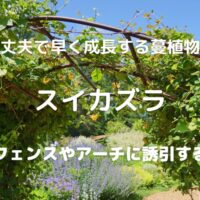 丈夫で早く成長する蔓植物 スイカズラ フェンスやアーチに誘引する