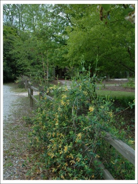 スイカズラフェンス