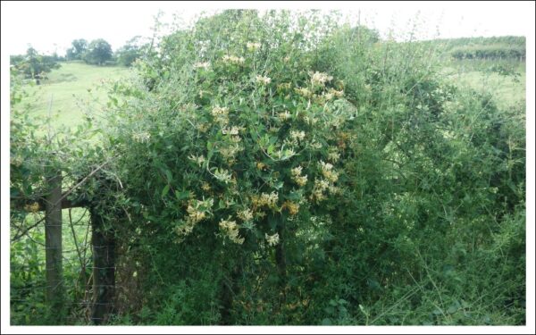 スイカズラのフェンス