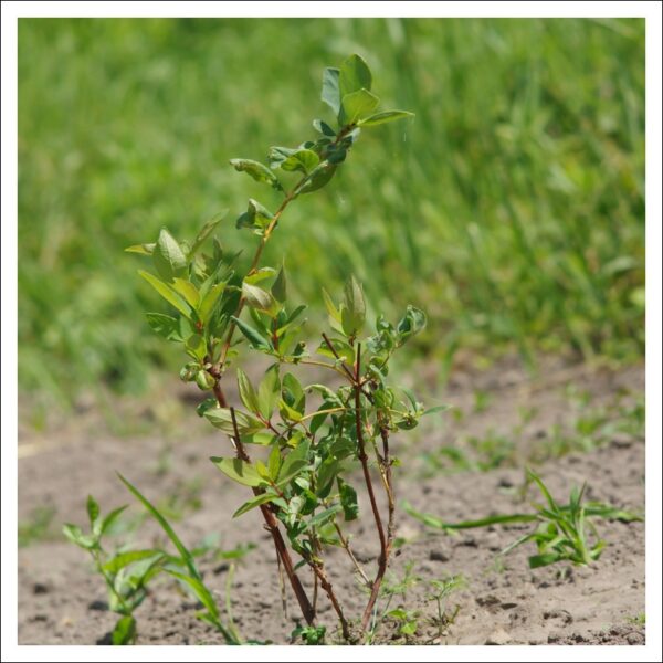 スイカズラ苗の植え付け