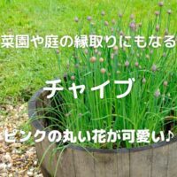 菜園や庭の縁取りにもなる チャイブ ピンクの丸い花が可愛い♪
