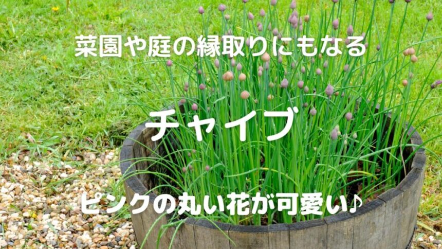 菜園や庭の縁取りにもなる チャイブ ピンクの丸い花が可愛い♪