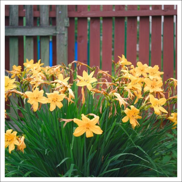 デイリリーの葉