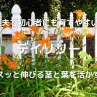 丈夫で初心者にも育てやすい♪ デイリリー スッと伸びる茎と葉を活かす