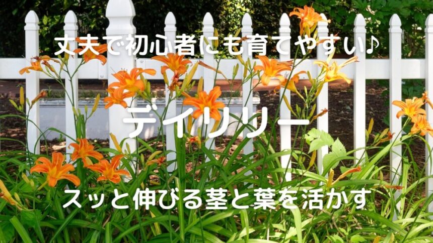 丈夫で初心者にも育てやすい♪ デイリリー スッと伸びる茎と葉を活かす