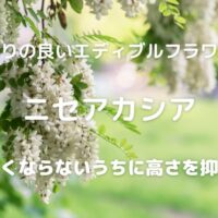 香りの良いエディブルフラワー ニセアカシア 大きくならないうちに高さを抑える