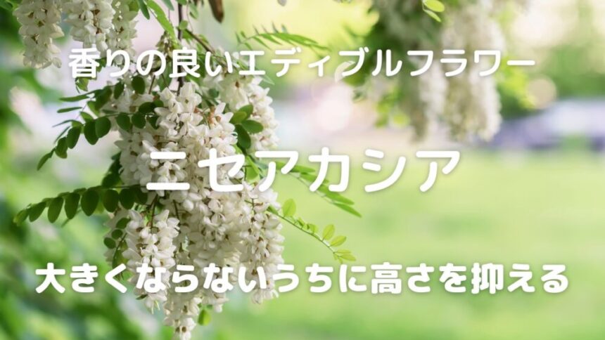 香りの良いエディブルフラワー ニセアカシア 大きくならないうちに高さを抑える